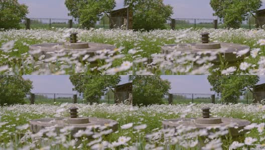 在满是雏菊的花园里有一口水井高清在线视频素材下载