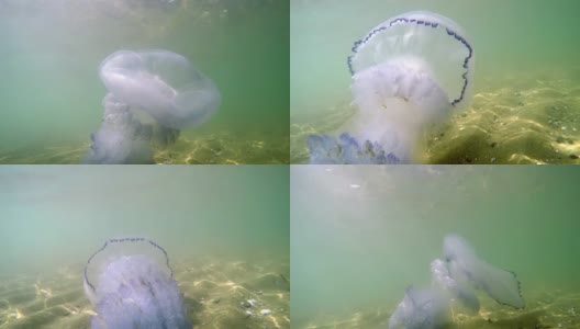 水母生长在自然环境的浅海中，被阳光照射高清在线视频素材下载