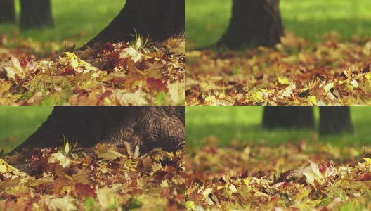枫叶在市立公园里的草木秋季上pan shot高清在线视频素材下载