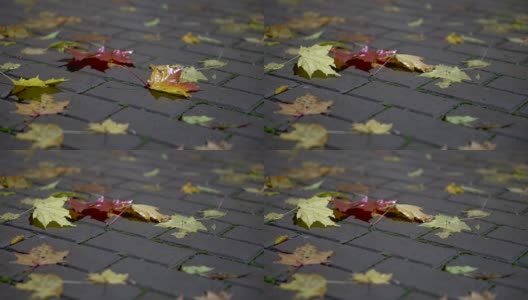 近距离拍摄的红色和棕色枫叶落在灰色的人行道上高清在线视频素材下载
