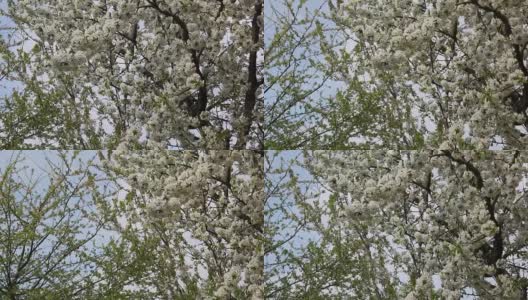 盛开的樱桃树枝与美丽的花朵高清在线视频素材下载