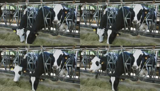 奶牛在奶牛场吃干草高清在线视频素材下载