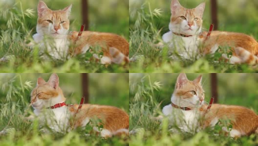 可爱有趣的红白猫在红色的领子放松在绿色的草地上在夏天的花园。日落，摄影，浅景深，50帧/秒。高清在线视频素材下载