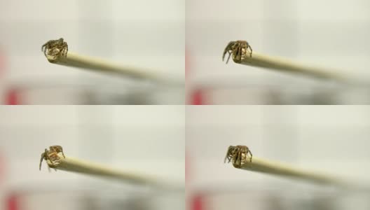 蟹蛛，蟹蛛科的一部分-奔跑的蟹蛛，在一个中性的白色背景。高清在线视频素材下载