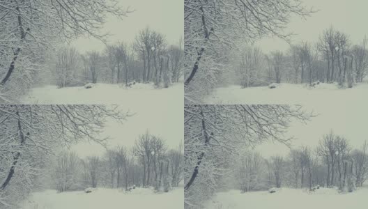 冬天的风景与飘落的雪。树枝的细节。所有东西都覆盖着新鲜的粉末。高清在线视频素材下载