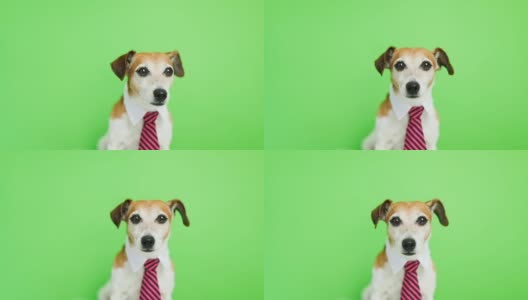 可爱的搞笑狗杰克罗素梗与严肃集中的口吻。舔。绿色色键背景。视频片段。高清在线视频素材下载