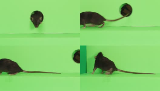 rats_14B高清在线视频素材下载