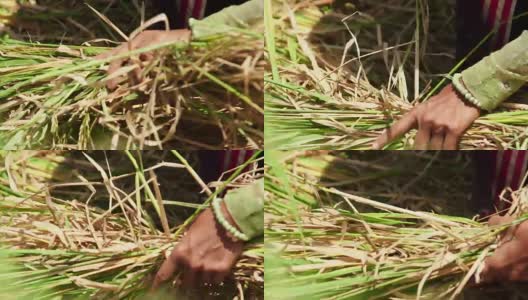亚洲农民收割水稻高清在线视频素材下载