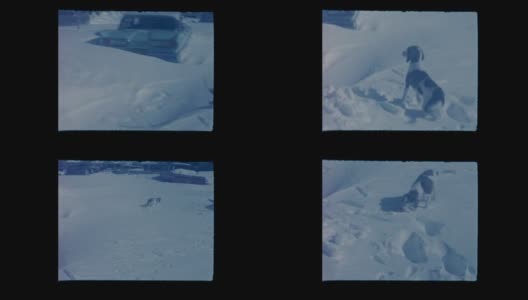暴风雪过后，狗在厚厚的积雪中艰难行走高清在线视频素材下载