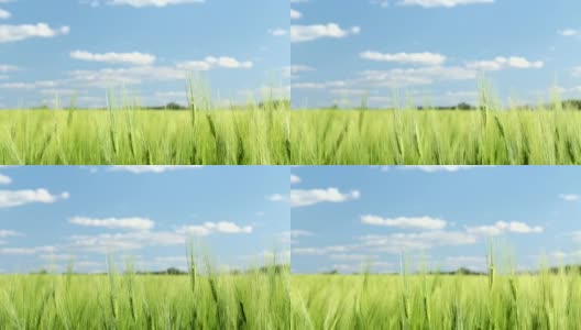 田野里种着绿色的小麦。高清在线视频素材下载
