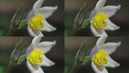 特写视频春天开花白头到老花在松树林在春天高清在线视频素材下载