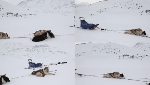 在北极圈的北极，爱斯基摩雪橇犬队在白雪皑皑的路上休息。高清在线视频素材下载