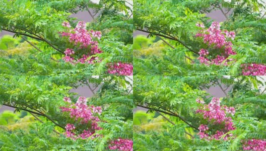 粉红色的花在风中高清在线视频素材下载