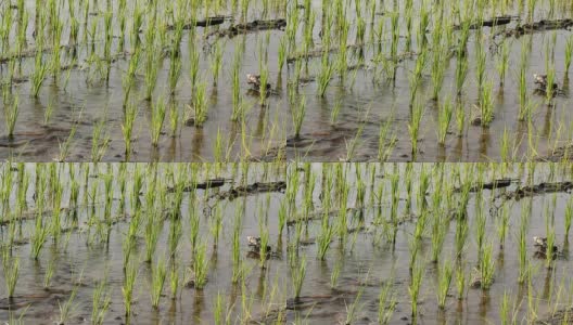 水流入稻田高清在线视频素材下载