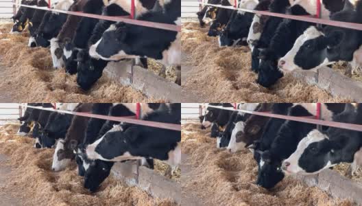 奶牛喂养高清在线视频素材下载