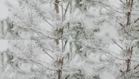 雪中的松树高清在线视频素材下载