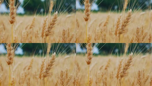 麦田的成熟小麦穗。丰收的概念。高清在线视频素材下载