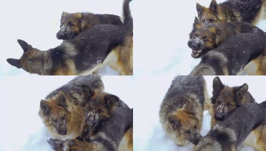 牧羊犬。牧羊犬在雪地里奔跑高清在线视频素材下载