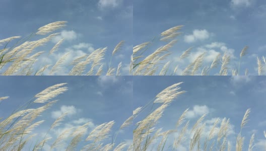 芦苇草映衬着蓝天高清在线视频素材下载