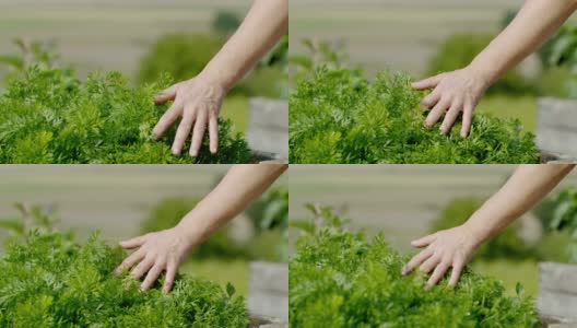用手抚摸新鲜的欧芹植物高清在线视频素材下载