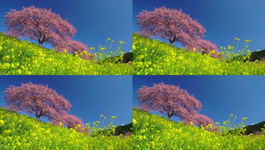 下嘉摩河边盛开的川崎樱花树和油菜花高清在线视频素材下载