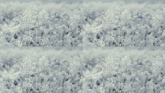 这是在霜雪覆盖的田野上被太阳照亮的冰冻草的特写镜头。空气中有霜冻的薄雾。高清在线视频素材下载