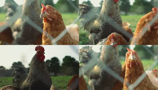 放养鸡看摄像头背后的铁丝网- 4K和音频可用高清在线视频素材下载