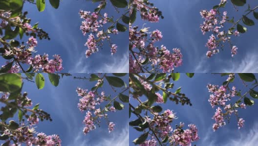 玫瑰是一种粉红色的花新热带树和蓝色的天空。普通名称粉红喇叭树，粉红poui，粉红tecoma，玫瑰色喇叭树，巴桑特拉尼高清在线视频素材下载