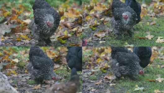 一群享受下午和吃谷物的放养鸡。传统放养家禽农场的鸡只。立陶宛的农村地区。秋季第四高清在线视频素材下载