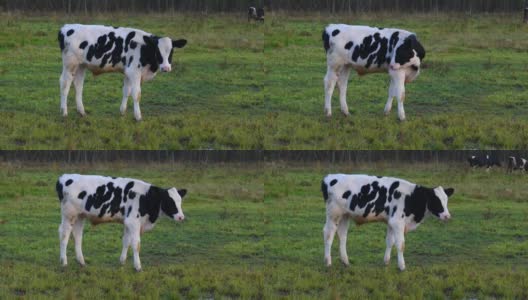 绿草地上的一群奶牛。高清在线视频素材下载