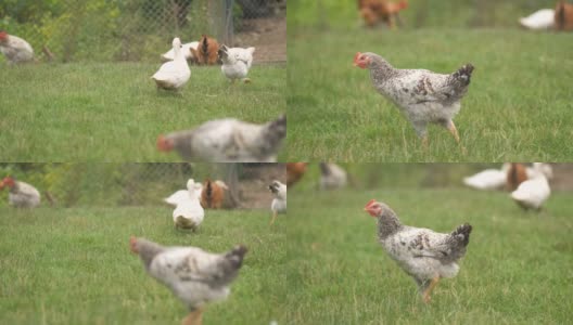 在草地上行走的家鸡在农村生态农场觅食。高清在线视频素材下载