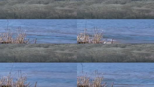 苏格兰湖边的林地高清在线视频素材下载