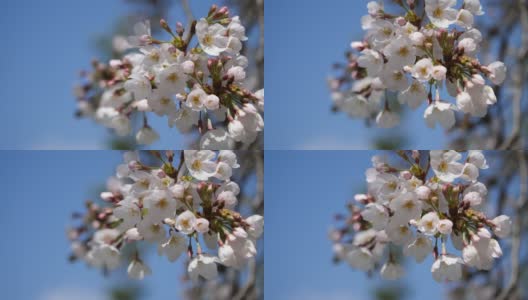 樱花(日本的樱花)。一段粉色花朵在春天迎风摇曳的视频。高清在线视频素材下载