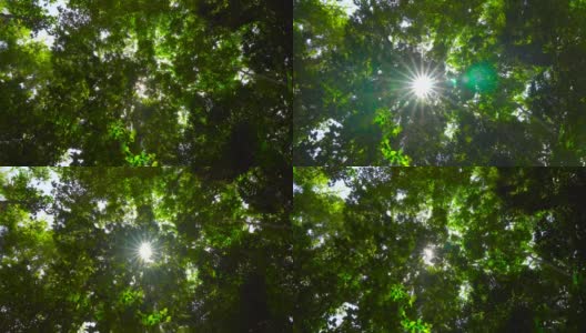 向上看大树下的绿叶和阳光高清在线视频素材下载