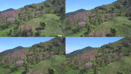 从空中拍摄越南岘港市的琅边山，樱花盛开高清在线视频素材下载