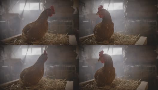 母鸡在板条箱里的干草上下蛋高清在线视频素材下载