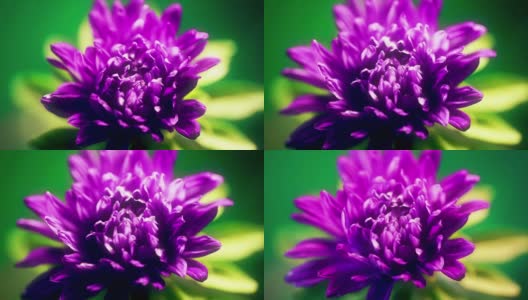 紫菀花开放、发芽的时间经过时间的推移高清在线视频素材下载