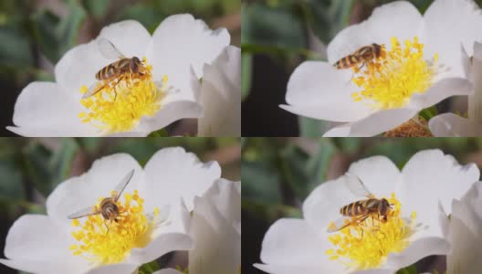 食蚜蝇、花蝇或食蚜蝇，昆虫科食蚜蝇。它们伪装成危险的昆虫黄蜂和蜜蜂。许多种类的成虫主要以花蜜和花粉为食。高清在线视频素材下载