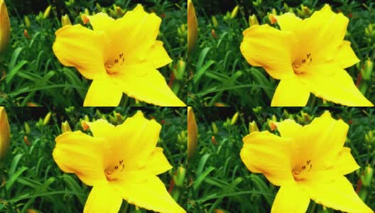 花园里一朵黄色的百合花的特写镜头高清在线视频素材下载