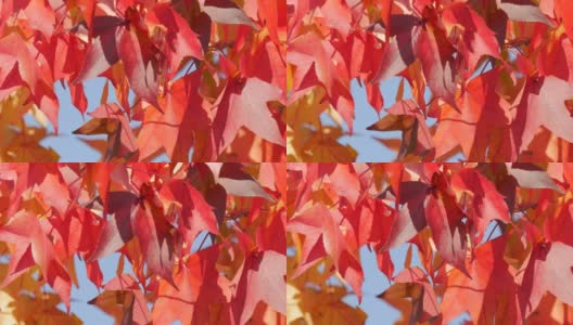 秋天的风景，红红的枫叶在树枝上随风摇摆，在一个温暖的秋日里在公园的大街上，近距离观看。丰富多彩的自然树叶近距离观察高清在线视频素材下载