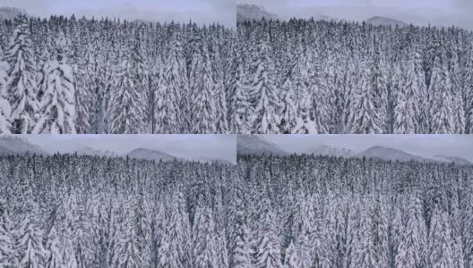 背景山上的冷杉和松树上覆盖着厚厚的积雪。自然奇迹。远东的针叶林高清在线视频素材下载