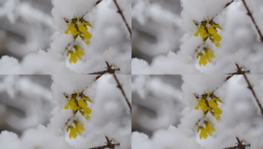 黄色的花上一丛覆盖着一层雪的春天特写。高清在线视频素材下载