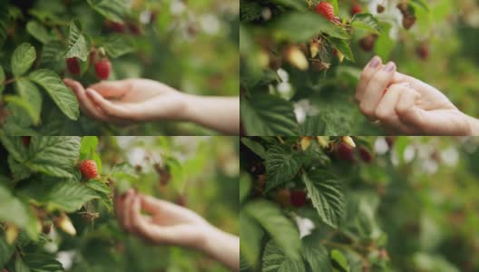 一个女人的手采摘树莓在日出的近距离高清在线视频素材下载
