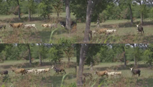 一群牛走在中西部农村的田野上。高清在线视频素材下载