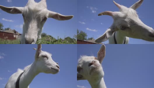 特写有趣的小山羊在蓝天的背景。牲畜高清在线视频素材下载
