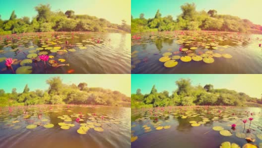 在泰国的湖中漂浮着睡莲高清在线视频素材下载