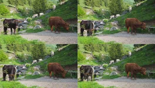 在高山草地上吃草的一群野牛。意大利阿尔卑斯山。意大利高清在线视频素材下载