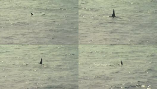逆戟鲸-游泳的虎鲸高清在线视频素材下载