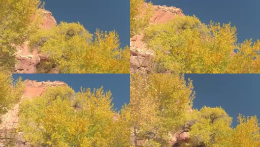 近距离驾车经过郁郁葱葱的树叶，树冠在阳光灿烂的红色岩石峡谷高清在线视频素材下载