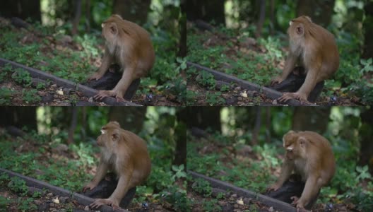 猴子生活在泰国普吉岛的一片天然森林里。高清在线视频素材下载